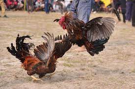 Cock-fighting